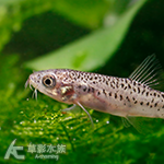 粉紅蕾絲鰍（2~2.5cm）