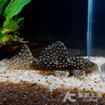 L097 滿天星坦克異型（3~3.4cm）