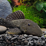 L032 滿天星藍鑽達摩異型（5.5cm）