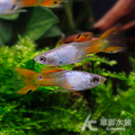 紫銀雙劍孔雀（公魚）