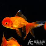 獅頭金魚