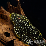 L017 扁頭黃珍珠異型（5.5cm）