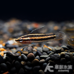 藍線星點二線鬥魚（1.8~2.2cm）