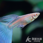 真紅眼日本藍藍尾禮服孔雀（對魚）