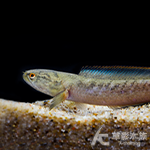 茵列雷龍（12cm）