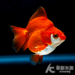 高背短尾琉金 紅白 7~8cm
