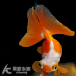 紅白蝶尾金魚（6~7cm）