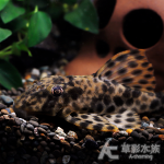 L050 頑皮豹異型 6cm