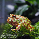 迷彩角蛙（綠）