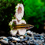 新坦紫藍二線鬥魚 1.5cm
