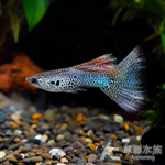 蕾絲蛇王孔雀（對魚）