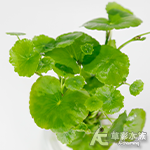 香香草（水上葉）