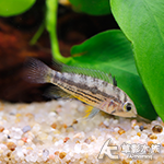 超紅鳳尾（母魚）
