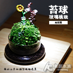 氣候瓶苔球 玻璃植栽組