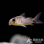 新煙圈鼠