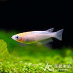 紅白稻田魚