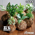 苔玉