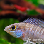 日落短鯛（對魚）