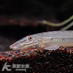 馬面鼠