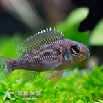 噴點棋盤短鯛（5cm）