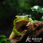 巨人樹蛙
