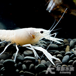 三色幽靈螯蝦（4~5cm）