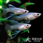 蕾絲蛇王緞帶孔雀（對魚）