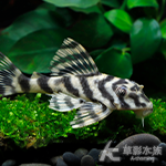 L015 維塔塔老虎異型 8.5cm
