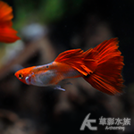 白金紅尾禮服丹頂孔雀（對魚）