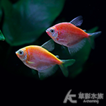 橘磚