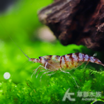 紫晶蝦