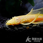 24K黃金紅眼大帆天使（3cm）