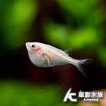 白子銀燕子 1.5cm