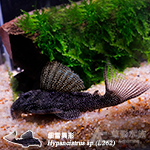 L262 細雪異型（4.5cm）