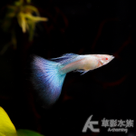 真紅眼日本藍紫尾禮服孔雀（對魚）