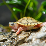 果凍巴西龜（3.5cm）