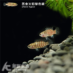 黑金火焰變色龍 1.3~1.7cm