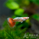 真紅眼日本藍紅尾禮服孔雀（對魚）