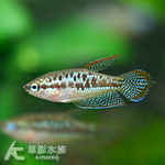 小扣扣魚