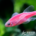 粉紅蝴蝶仙子魚