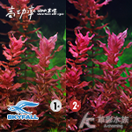 SKYFALL 天賞 2代高功率 LED水草燈（60cm）