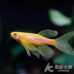 黃金蝴蝶仙子魚