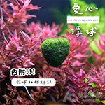 綠絲絨 愛心浮球