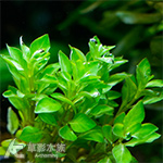 綠丁香（水上葉）