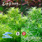 SKYFALL 天賞 2代高功率 LED水草燈（90cm）