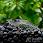 石紋網球蝦