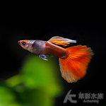 大耳朵白金紅尾禮服丹頂孔雀（對魚）