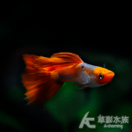 白金紅尾禮服丹頂孔雀（對魚）