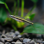 一線長虹燈 2.5~3cm