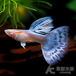 真紅眼日本藍藍馬賽克孔雀（對魚）